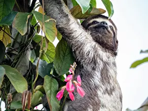 Amazon Prints: Adult brown-throated sloth, Bradypus variegatus