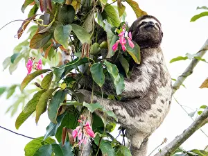 Herbivore Prints: Adult brown-throated sloth, Bradypus variegatus