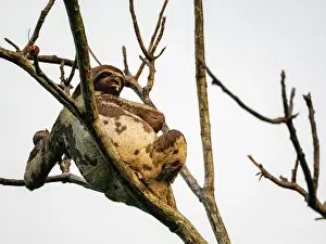 Herbivore Prints: Adult brown-throated sloth, Bradypus variegatus
