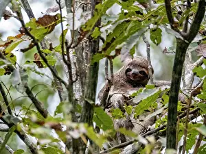 Adult brown-throated sloth, Bradypus variegatus, hanging in a tree within the Pacaya Samiria Preserve, Peru