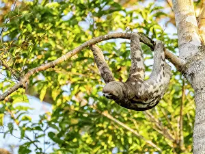 Limbs Prints: Adult brown-throated sloth, Bradypus variegatus
