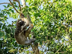 Amazon Prints: Adult brown-throated sloth, Bradypus variegatus