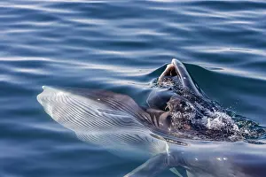 Large Prints: Adult Brydes whale feeding on euphausids near Isla del Carmen in Baja California Sur