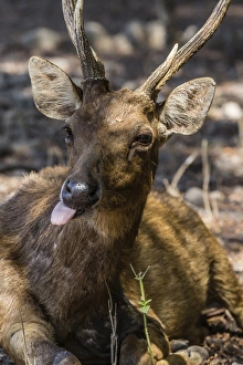 Adult buck Timor rusa deer (Cervus timorensis), Komodo National Park, Komodo Island, Indonesia, Southeast Asia, Asia