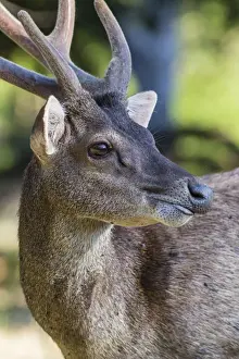Antlers Prints: Adult buck Timor rusa deer (Cervus timorensis) in velvet on Rinca Island, Indonesia