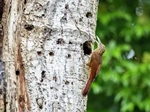 Beak Prints: Adult buff-throated Woodcreeper