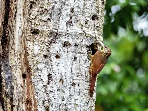 Bark Prints: Adult buff-throated Woodcreeper