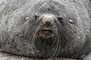 Adult bull Antarctic fur seal (Arctocephalus gazella), head detail, Stromness Harbor