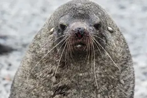 Mammalia Prints: Adult bull Antarctic fur seal (Arctocephalus gazella), head detail, Stromness Harbor