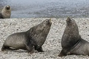 Mammalia Prints: Adult bull Antarctic fur seals (Arctocephalus gazella) fighting in Stromness Harbor