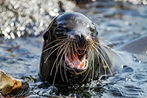 Animal Kingdom Prints: Adult bull Galapagos sea lion (Zalophus wollebaeki) posturing on Fernandina Island in the Galapagos Islands