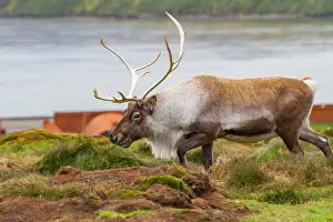 Animal Behavior Prints: An adult bull introduced reindeer (Rangifer tarandus) before eradication in Stromness Bay