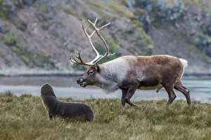Animal Behavior Prints: An adult bull introduced reindeer (Rangifer tarandus) before eradication in Stromness Bay