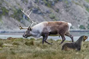Animal Behavior Prints: An adult bull introduced reindeer (Rangifer tarandus) before eradication in Stromness Bay