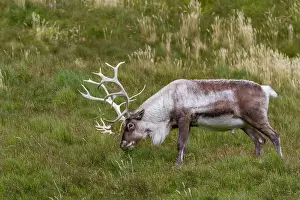 Animal Behavior Prints: An adult bull introduced reindeer (Rangifer tarandus) before eradication in Stromness Bay