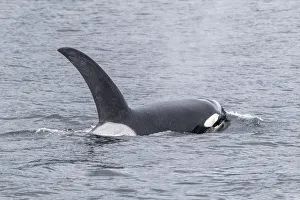 Orca Prints: Adult bull killer whale (Orcinus orca), surfacing near the Cleveland Peninsula