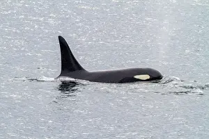 Blue Water Prints: Adult bull killer whale (Orcinus orca) surfacing in Chatham Strait