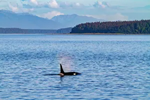Serene Waters Prints: Adult bull killer whale (Orcinus orca) surfacing in Glacier Bay National Park