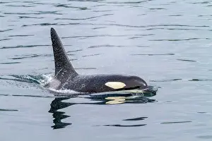 Animal Observation Prints: An adult bull killer whale (Orcinus orca) surfacing in Johnstone Strait