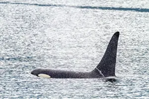 Animal Kingdom Prints: An adult bull killer whale (Orcinus orca) surfacing in Johnstone Strait