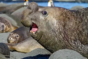 Animal Kingdom Prints: Adult bull southern elephant seal (Mirounga leonina) fleeing from another male challenger at Gold Harbour