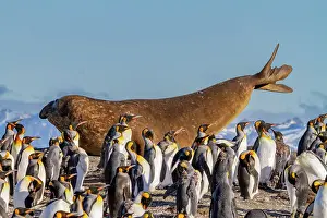 Wildlife Conservation Prints: Adult bull southern elephant seal (Mirounga leonina) stretching amongst king penguins at Gold Harbour