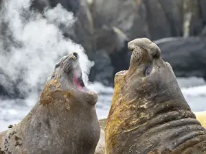 Mouth Open Prints: Two adult bull southern elephant seals (Mirounga leonina)
