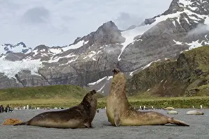 Bull Prints: Adult bull southern elephant seals (Mirounga leonina) fighting for breeding grounds on South Georgia Island