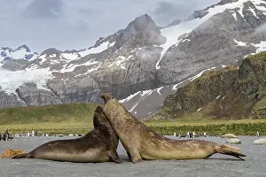 Bull Prints: Adult bull southern elephant seals (Mirounga leonina) fighting for breeding grounds on South Georgia Island