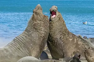 Bull Prints: Adult bull southern elephant seals (Mirounga leonina) fighting for breeding grounds on South Georgia Island