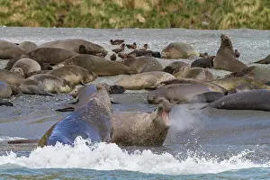 Bull Prints: Adult bull southern elephant seals (Mirounga leonina) fighting for breeding grounds on South Georgia Island
