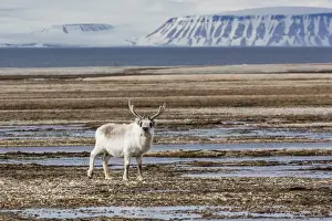 Nordaustlandet Prints: Adult bull Svalbard reindeer (Rangifer tarandus platyrhynchus)