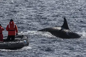 Whales Prints: Adult bull Type A killer whale (Orcinus orca) surfacing near researchers in the Gerlache Strait