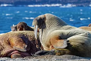 Wildlife Conservation Prints: Adult bull walrus (Odobenus rosmarus rosmarus) hauled out on the beach in the Svalbard Archipelago