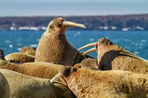 Animal Kingdom Prints: Adult bull walrus (Odobenus rosmarus rosmarus) hauled out on the beach in the Svalbard Archipelago
