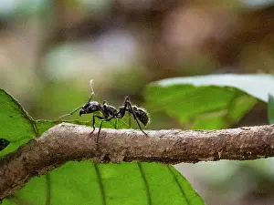 Brazilian Prints: Adult bullet ant, Paraponera clavata