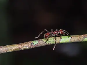 Entomology Prints: Adult bullet ant, Paraponera clavata
