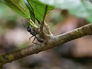 Entomology Prints: Adult bullet ant, Paraponera clavata