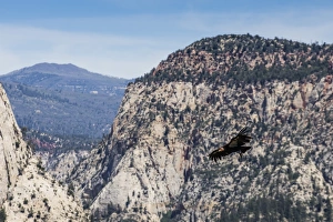 Endangered Species Gallery: An adult California condor in flight on Angels Landing Trail in Zion National Park