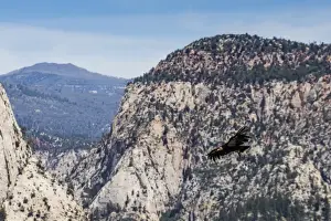 Spread Wings Prints: An adult California condor in flight on Angels Landing Trail in Zion National Park