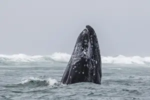 Adult California gray whale (Eschrichtius robustus) spy-hopping in San Ignacio Lagoon