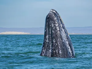 Gray Whale Prints: Adult California gray whale (Eschrictius robustus)