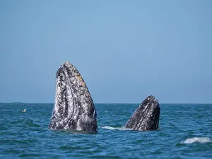 Whales Prints: Adult California gray whales (Eschrictius robustus)