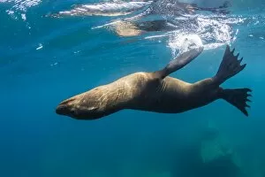 Animals: Adult California sea lion (Zalophus californianus) underwater at Los Islotes, Baja California Sur
