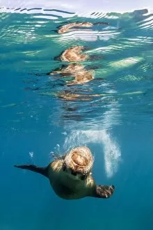 Humor Collection: Adult California sea lion (Zalophus californianus) underwater at Los Islotes, Baja California Sur
