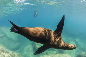 Sea Life Prints: Adult California sea lion (Zalophus californianus) underwater at Los Islotes
