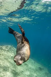 Adult California sea lion (Zalophus californianus) underwater at Los Islotes, Baja California Sur