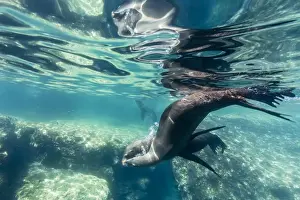 Adult California sea lions (Zalophus californianus) underwater at Los Islotes, Baja California Sur