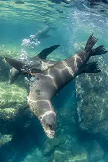 Adult California sea lions (Zalophus californianus) underwater at Los Islotes, Baja California Sur