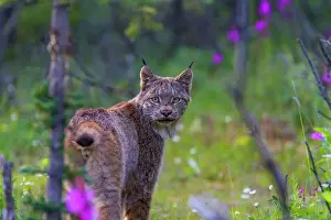 Curious Prints: Adult Canada lynx (Lynx canadensis) in Denali National Park